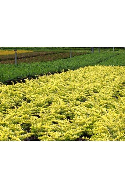 Lonicera pileata `Golden Glow`